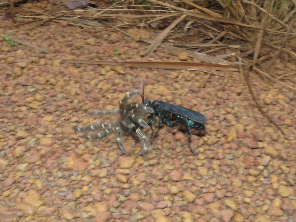 Pepsis inclyta