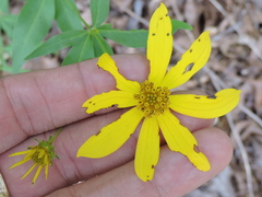 Coreopsis major