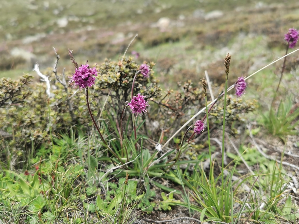 Nardostachys