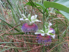 Passiflora nitida