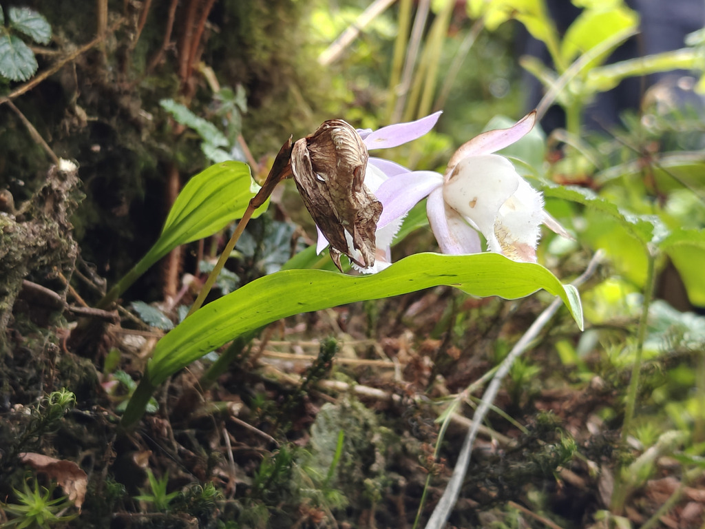 Pleione hookeriana