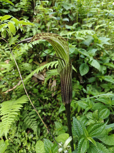 Arisaema propinquum, photograph 1