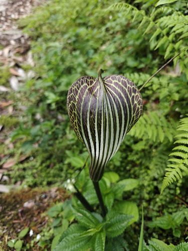 Arisaema propinquum