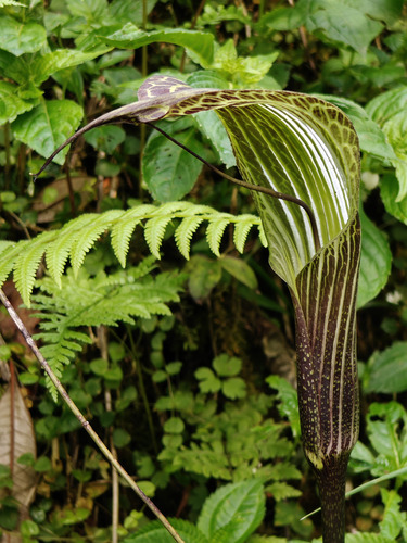 Arisaema propinquum, photograph 2