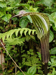 Arisaema propinquum, photograph Jiao Sun (孙娇), CC BY, iNaturalist via GBIF