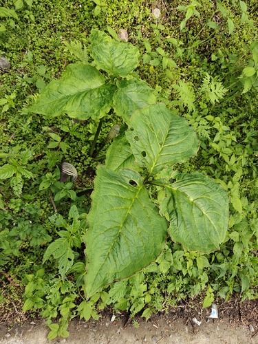 Arisaema propinquum, photograph 3