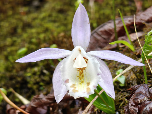 Pleione hookeriana, photograph 6