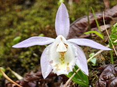 Pleione hookeriana, photograph (c) Jiao Sun (孙娇), some rights reserved (CC BY)
