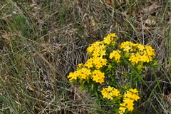 Lithospermum caroliniense