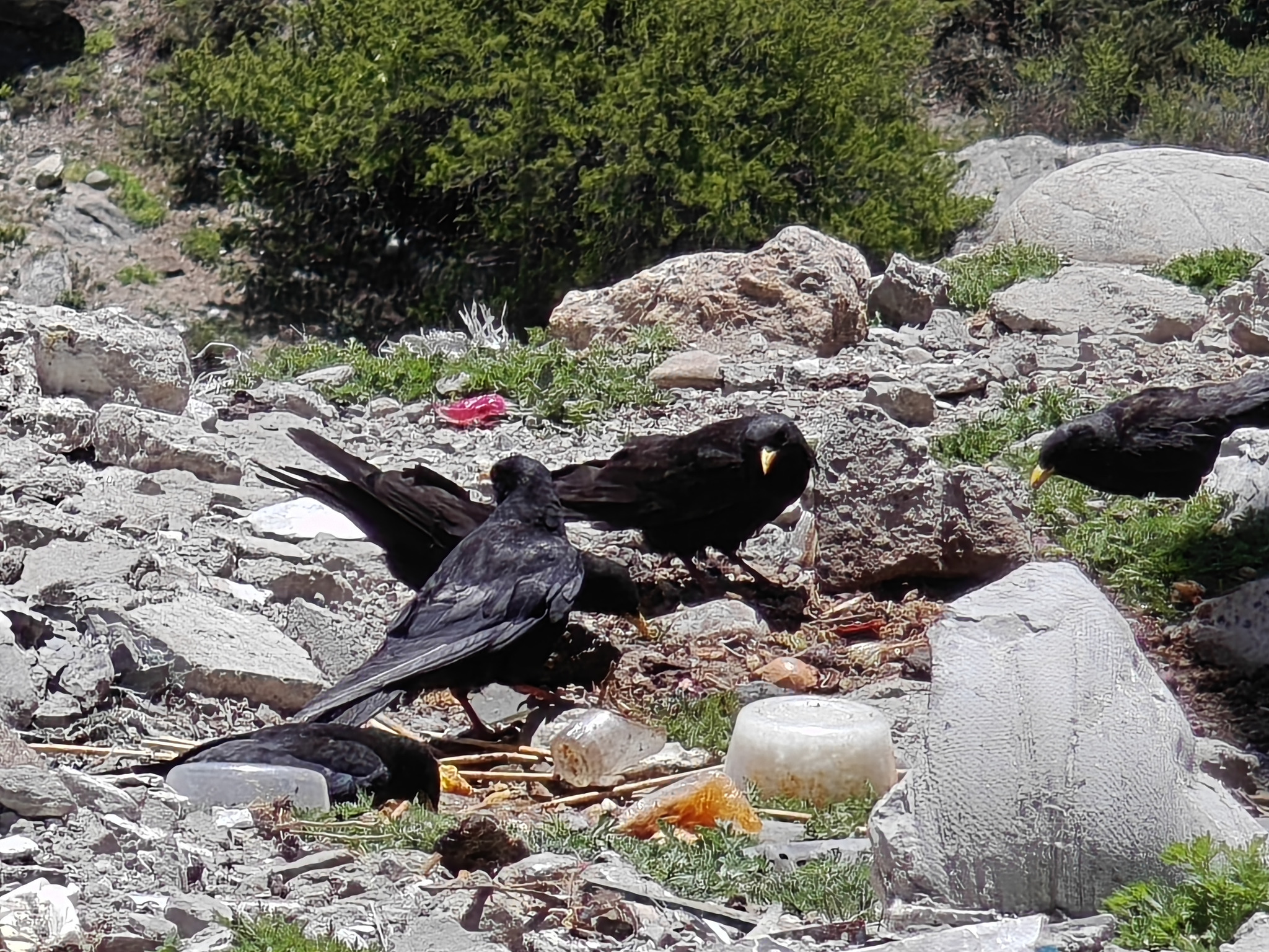 Alpine Chough