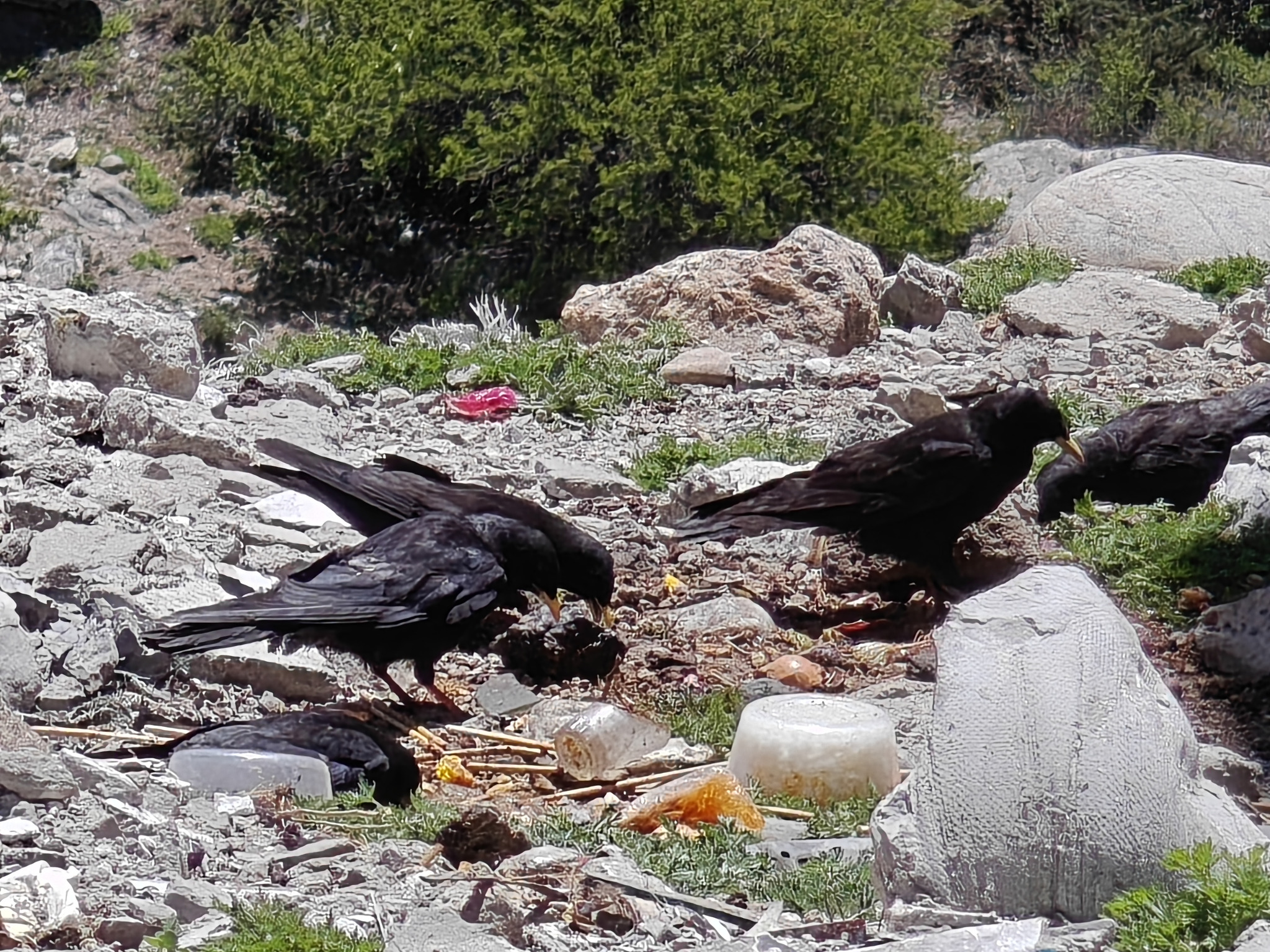 Alpine Chough