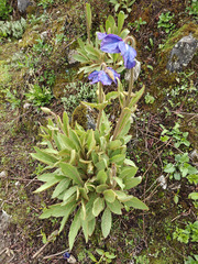 Meconopsis grandis, photograph (c) Jiao Sun (孙娇), some rights reserved (CC BY)