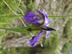 Iris clarkei, photograph (c) Jiao Sun (孙娇), some rights reserved (CC BY)