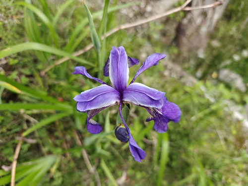 Tibet iris (Iris clarkei)