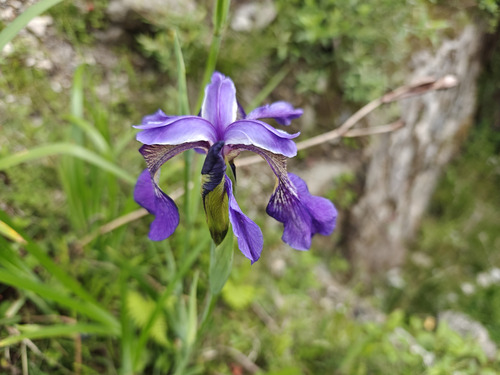 Iris clarkei, photograph 1