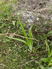 Iris clarkei, photograph (c) Jiao Sun (孙娇), some rights reserved (CC BY)