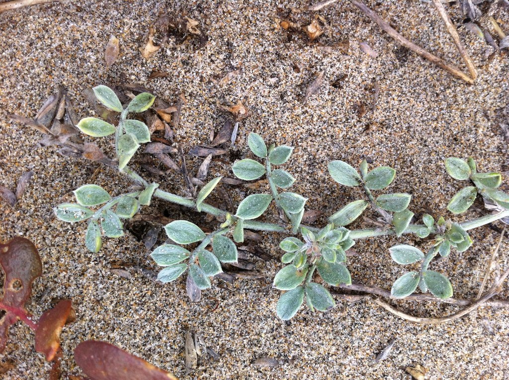 silky beach pea from Pescadero State Beach, San Mateo, California ...