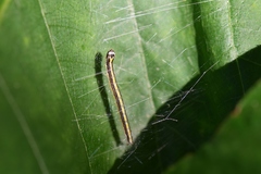 Epipaschia superatalis