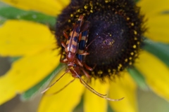 Strangalia sexnotata