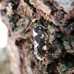 Triaxomera fulvimitrella
