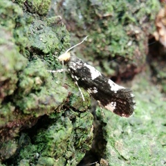 Triaxomera fulvimitrella