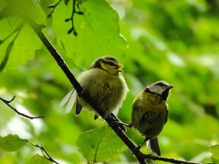 Cyanistes caeruleus