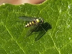 Condylostylus longicornis