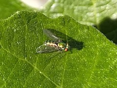 Condylostylus longicornis