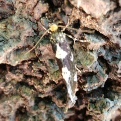Triaxomera fulvimitrella