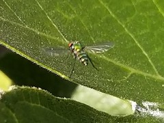 Condylostylus longicornis