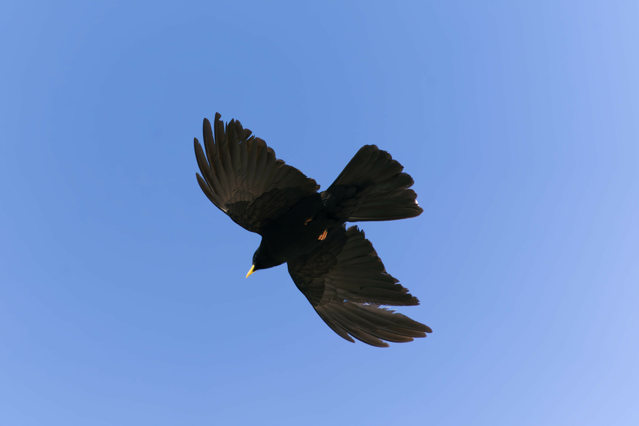 Alpine Chough