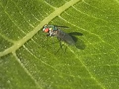 Condylostylus longicornis