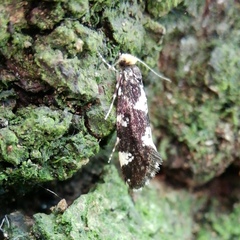 Triaxomera fulvimitrella