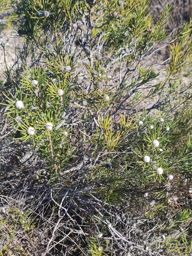 Image of Isopogon autumnalis by (c) Belinda Forbes, some rights reserved (CC BY)