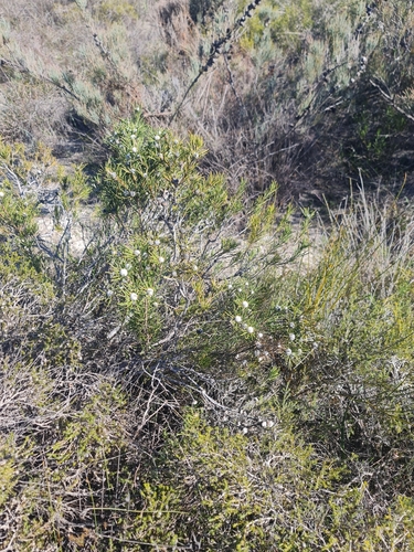 Image of Isopogon autumnalis by (c) Belinda Forbes, some rights reserved (CC BY)