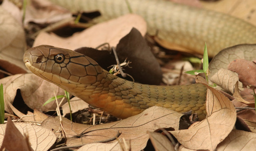 Sunda king cobra, Ophiophagus bungarus