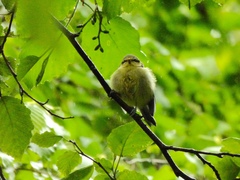 Cyanistes caeruleus
