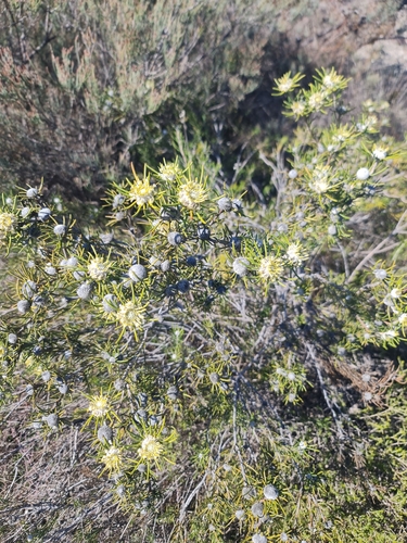 Image of Isopogon autumnalis by (c) Belinda Forbes, some rights reserved (CC BY)