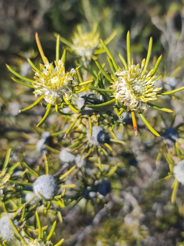 Image of Isopogon autumnalis by (c) Belinda Forbes, some rights reserved (CC BY)