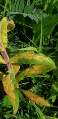 Puccinia pulverulenta