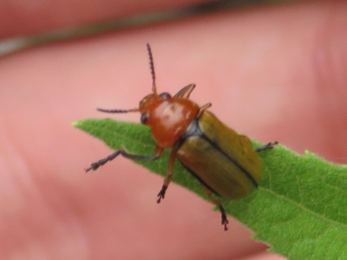 Clay-colored Leaf Beetle photo 3