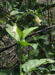 Lepechinia cardiophylla