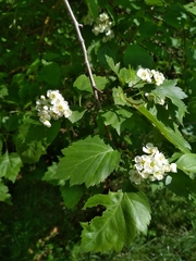 Crataegus sanguinea