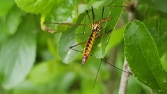 Nephrotoma appendiculata
