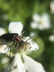 Brachysomida bivittata