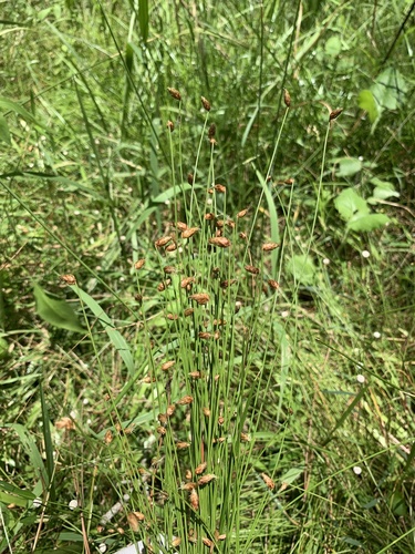 Fimbristylis nutans iNat (2)