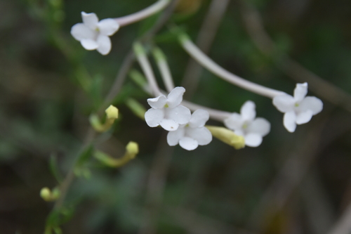 Leucosalpa poissonii image