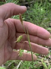Carex castanea