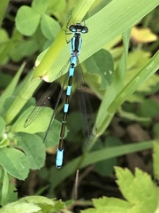 Coenagrion