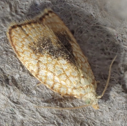 Maple Leaftier Moth, Graafland, Groot-Ammers, South Holland, NL, photo 6 of 10